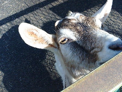 こども動物園